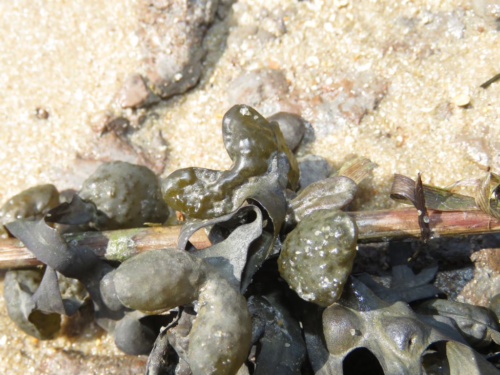 Algae ID (far from the sea)